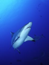 Grey shark in Sudan reef - Nikonos III 15 mm lens by Mauro Serafini 
